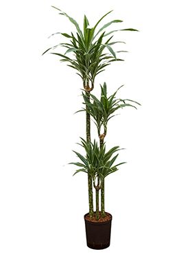 Dracaena deremensis