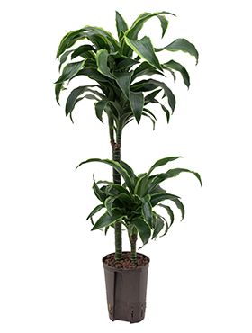 Dracaena dorado hydrokultur