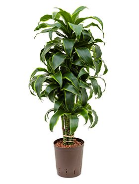 Dracaena dorado