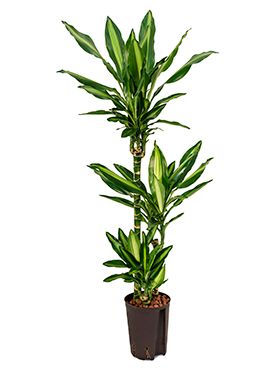 Dracaena cintho