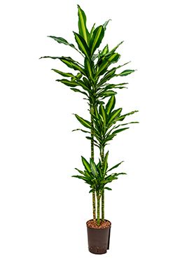 Dracaena cintho hydropflanze