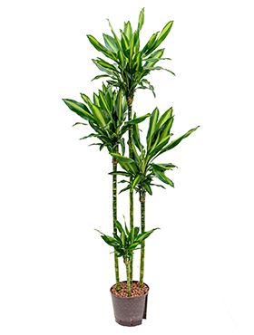 Dracaena cintho