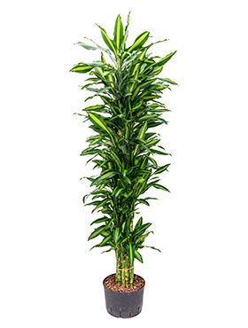 Dracaena cintho