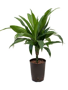 Dracaena janet craig hydrokultur