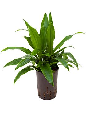 Dracaena janet craig hydrokulturpflanze