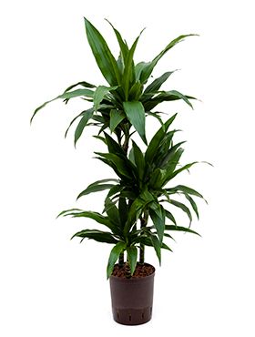 Dracaena janet craig hydrocultuur kamerplant