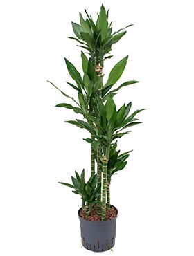 Dracaena janet lind