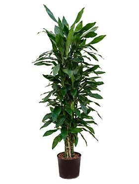 Dracaena janet lind