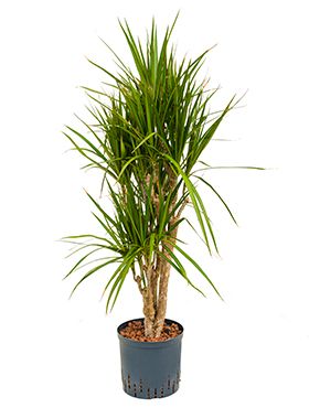 Dracaena marginata