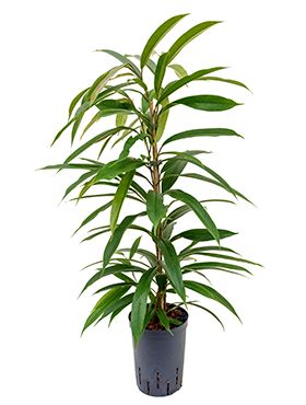 Ficus amstel king hydrokulturpflanze