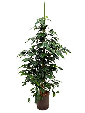 Ficus danielle