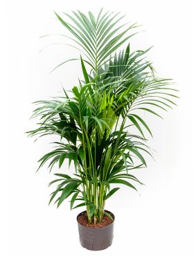 Kentia Palme hydrokultur