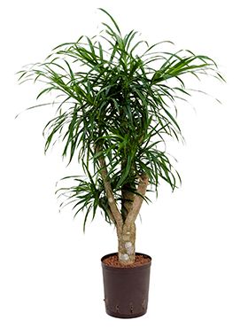 Pleomele anita hydrokulturpflanze