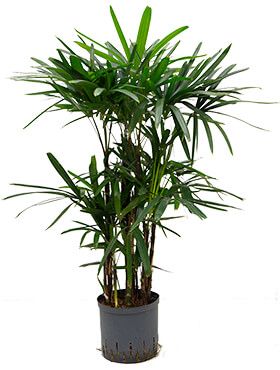 Rhapis excelsa - Steckenpalme hydrokulturpflanze