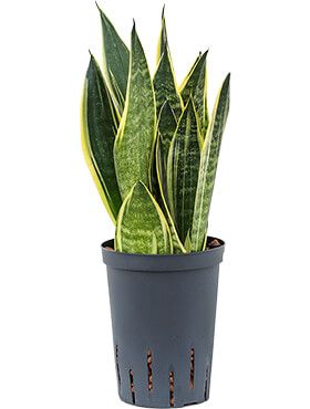 Sansevieria canary hydrolulturpflanze