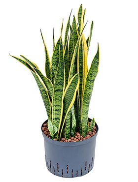 Sansevieria laurentii