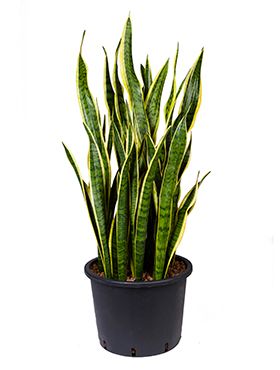 Sansevieria laurentii