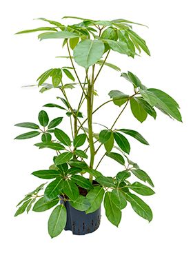 Schefflera amate hydrokultur