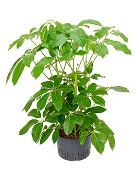 Schefflera amate hydropflanze