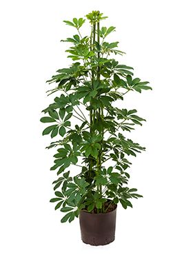 Schefflera arboricola