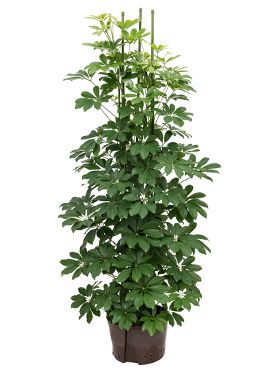 Schefflera arboricola hydrokulturpflanze