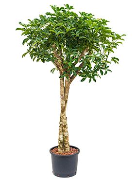 Schefflera arboricola