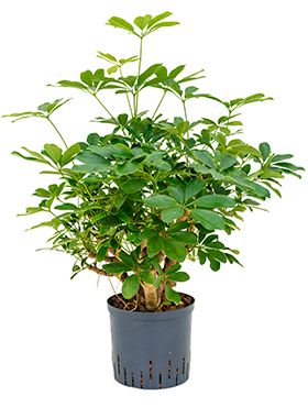 Schefflera arboricola hydrokulturpflanze