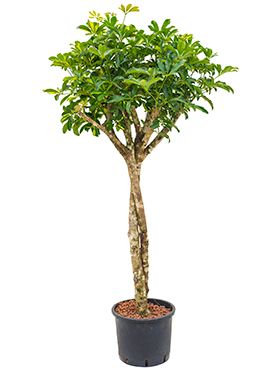 Schefflera gold capella