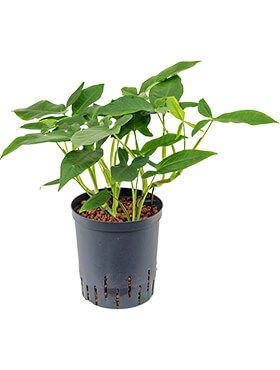 Syngonium trileaf wonder hydrokulturpflanze