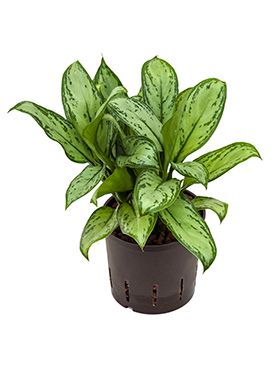 Aglaonema christina