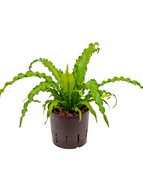 Asplenium osaka