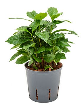 Coffea arabica