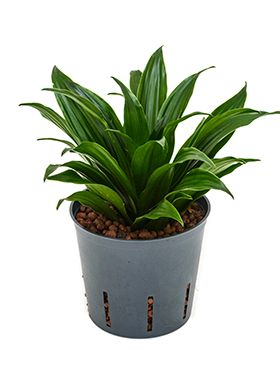 Dracaena compacta