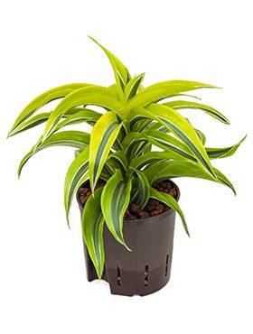 Dracaena lemon surprise