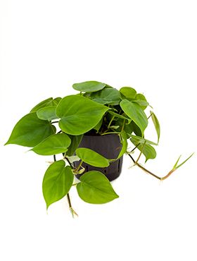 Philodendron scandens