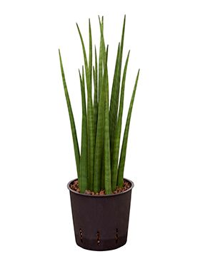 Sansevieria spikes