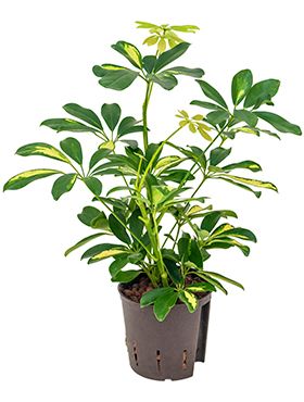 Schefflera gold capella