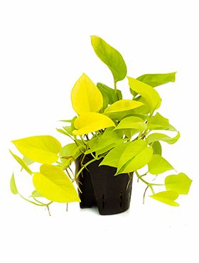 Scindapsus golden pothos