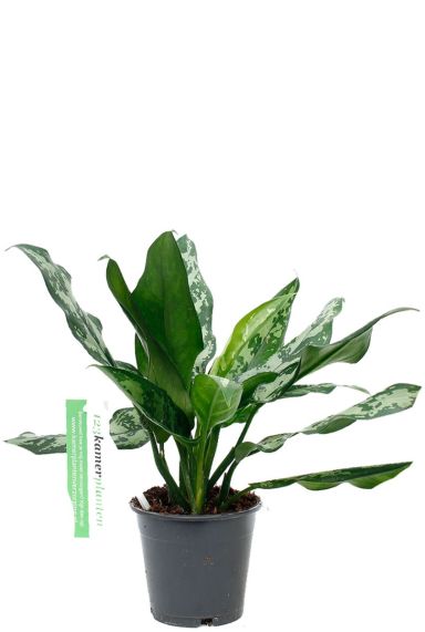 kleine grüne Zimmerpflanze Kolbenfaden