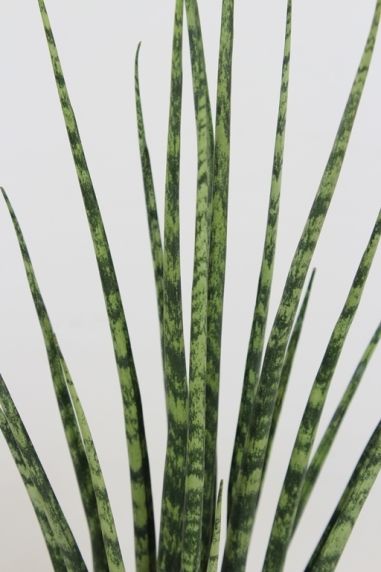 Sansevieria Fernwood