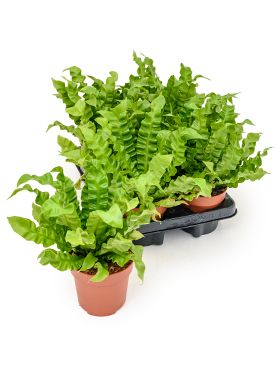 Asplenium crispy wave 6/tray