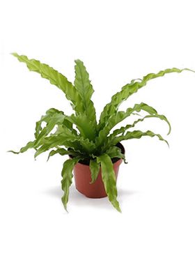 Asplenium osaka 6/tray