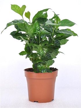 Coffea arabica 6/tray