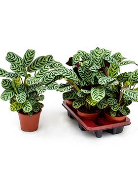 Ctenanthe amablis (burle marxii) 4/tray