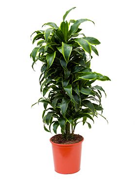 Dracaena dorado 3