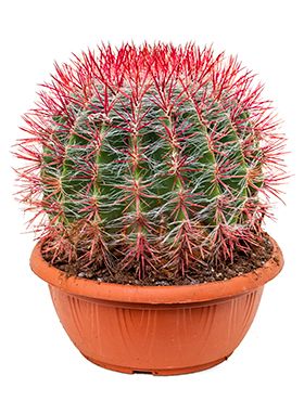 Ferocactus stainesii kaktus