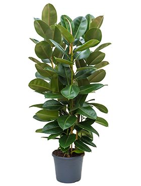 Ficus robusta