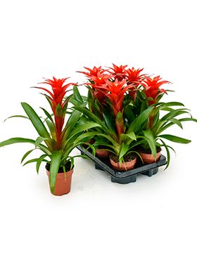 Guzmania calypso 6/tray