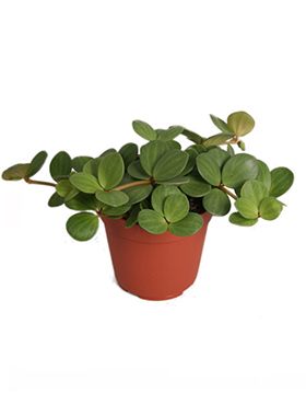 Peperomia hope 8/tray