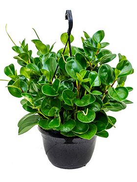 Peperomia obtusifolia zimmerpflanze